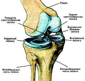Как Выглядит Коленный Сустав Фото