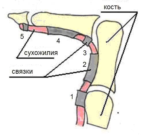 Травма колена, растяжение связок – причины